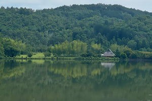 嵯峨野と田植え